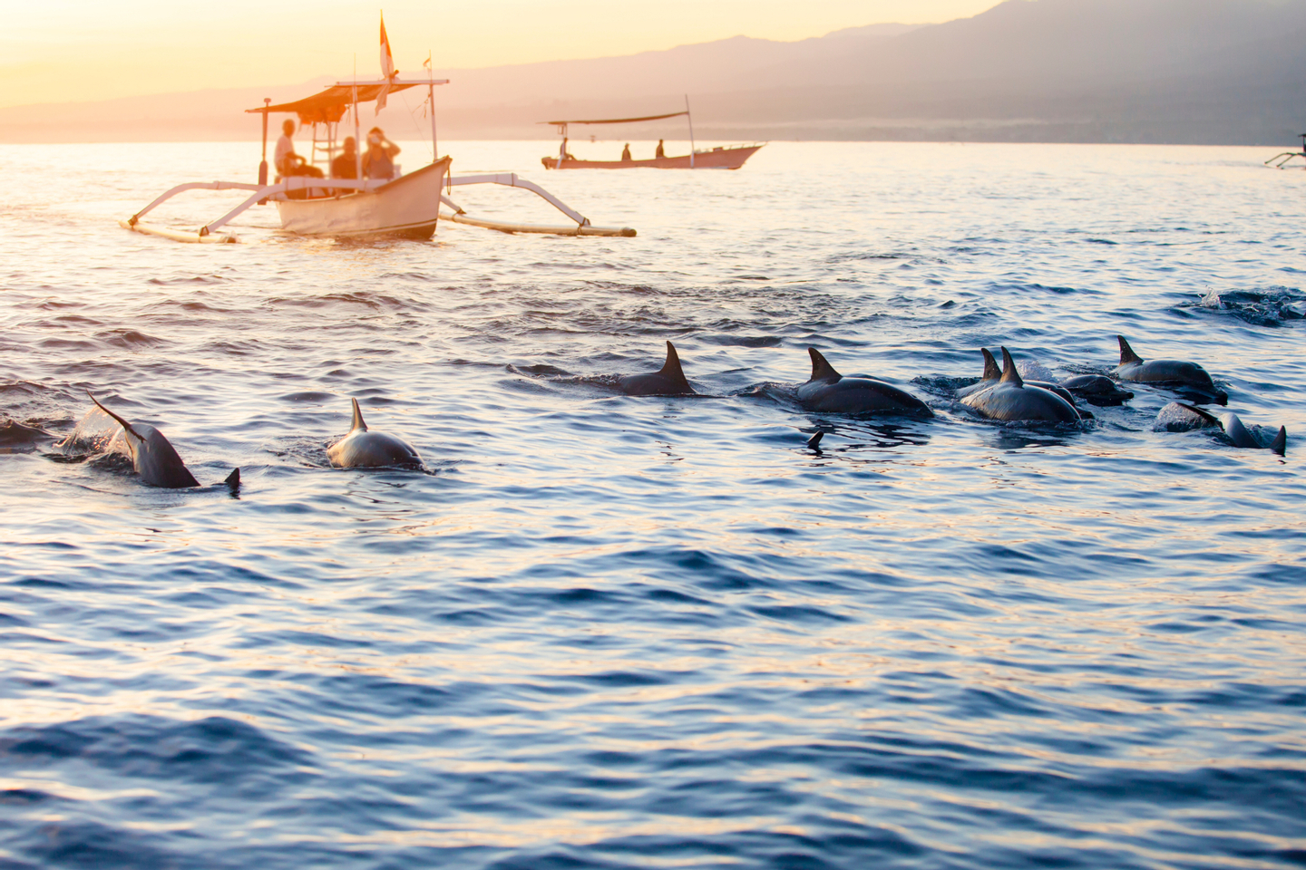 Dolphin Watching Tour in Lovina