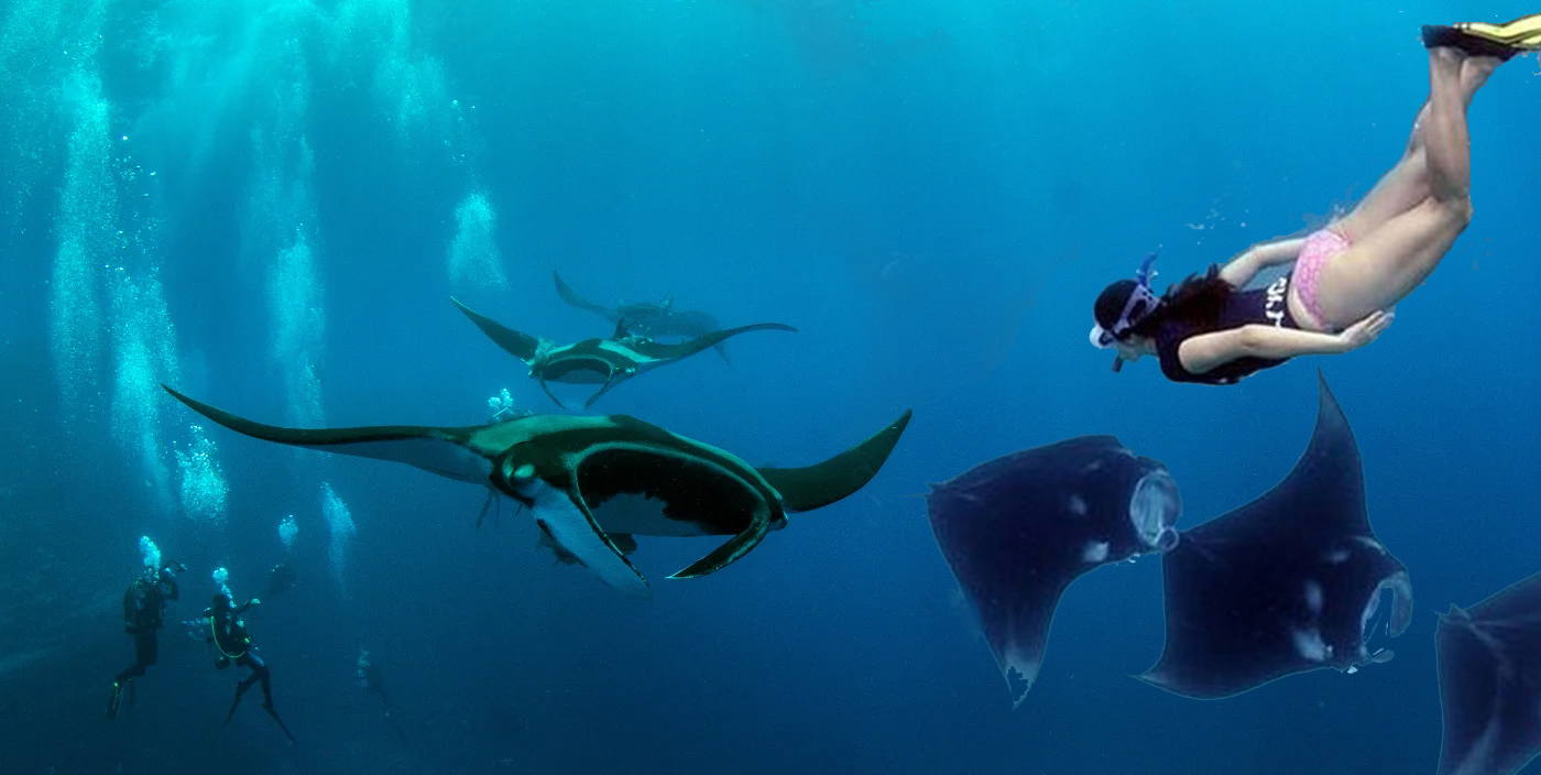 Scuba Diving & Snorkeling in Nusa Penida