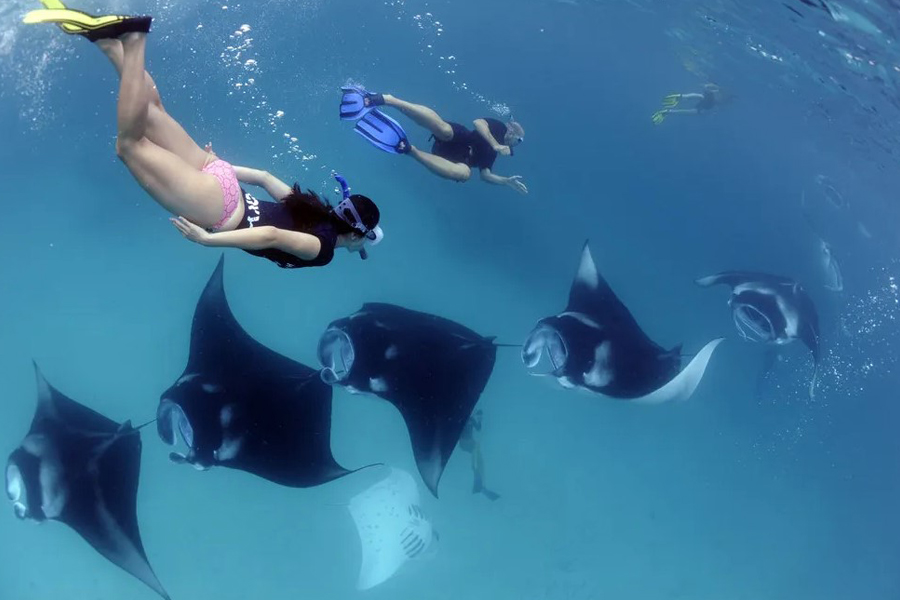 Manta Rays in Nusa Penida