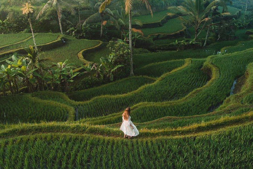 Tegalalang Rice Terraces